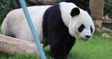 济南动物园国宝大熊猫雅吉华奥吃东西溜达高清在线视频素材下载