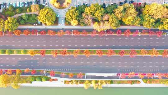 秋天城市道路秋色风景