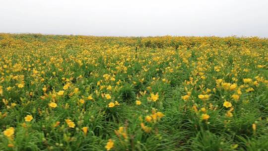 航拍 花海 黄花 郊区 郊野 怒放 远山视频素材模板下载