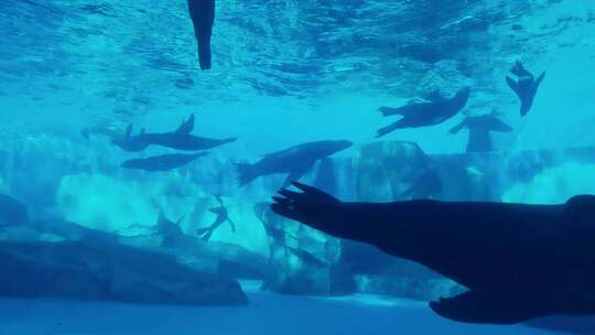 海洋公园水下海豚海豹