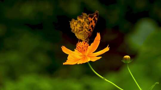 蝴蝶停留在黄色花朵上