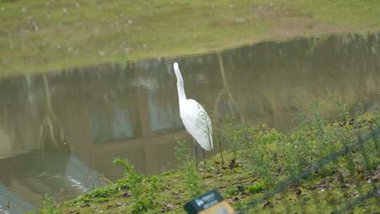 湿地公园的鸟