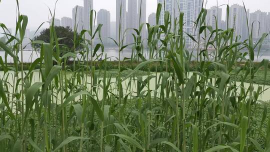 实拍春天鲜花野草植物视频素材模板下载