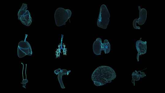 人体内脏器官网格科技线条