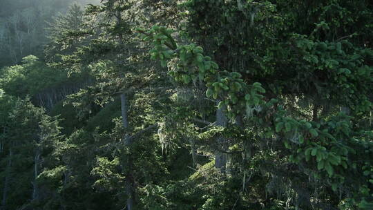 加州红杉林的树木