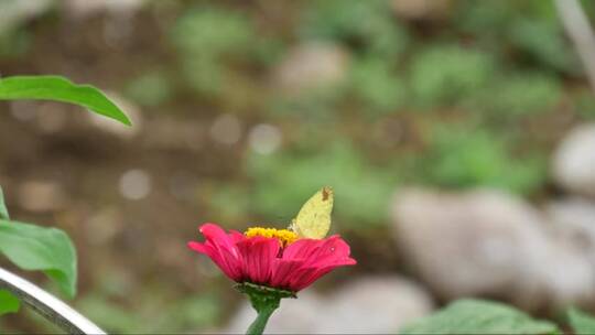 红色花朵上的黄色蝴蝶