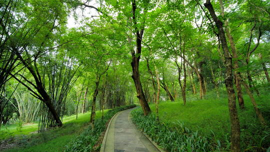 植物园森林公园林间小路