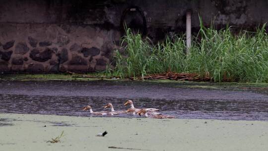 4k实拍下雨天农村池塘里的鸭子们