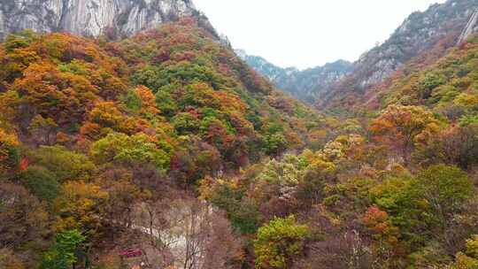 秋季森林自然风景实拍