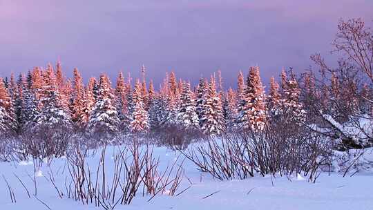 日落夕阳余晖下白雪皑皑的森林