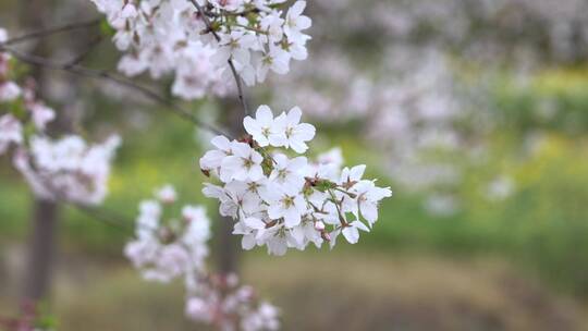 樱花空镜-特写-15