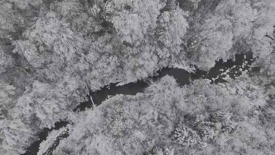 四川雅安泥巴山雪景树林雾凇实拍