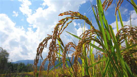 秋天稻田 水稻成熟