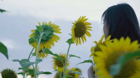 夕阳氛围感美女欣赏向日葵