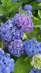 公园一角盛放的蓝紫色绣球花
