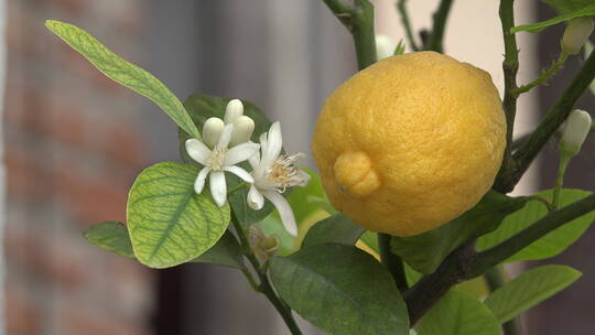 柠檬树上的柠檬果实和花朵