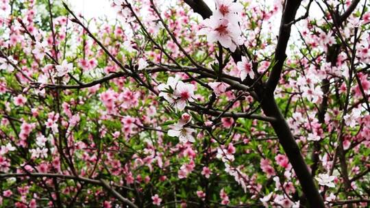 盛开的桃花林