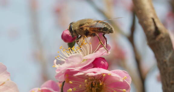 盛开花朵蜜蜂采蜜蝴蝶飞舞