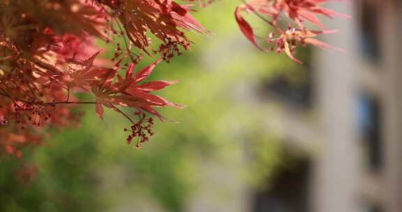 红色枫叶特写4k升格慢镜头