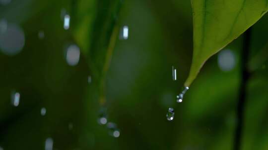 水滴树叶滴下水面树枝雨水反射光线自然