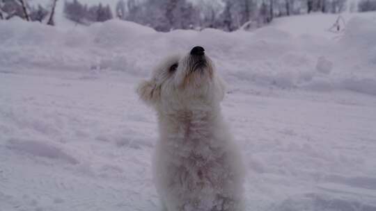 狗、雪、冬天、梗