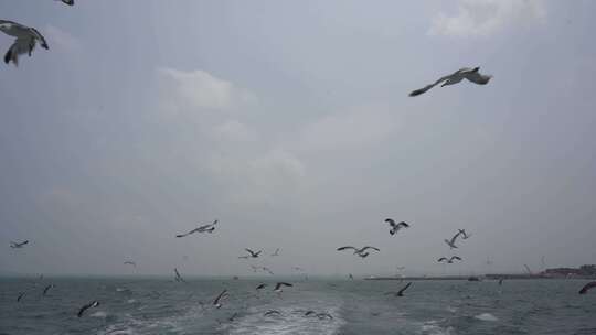 鸡鸣岛海面上飞舞的海鸥