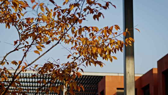 钢筋水泥的城市里秋天树木的黄叶
