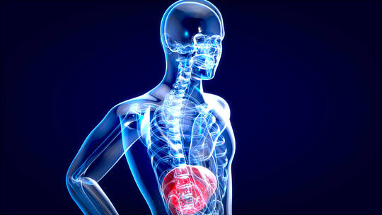 肝脏的解剖学概念视频素材模板下载