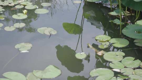 荷花 荷叶 荷花池视频素材模板下载