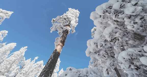 高清实拍冬天雪景雪山森林