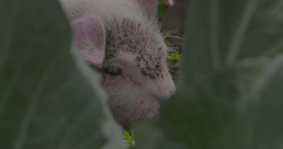 广西三江家猪进食特写视频