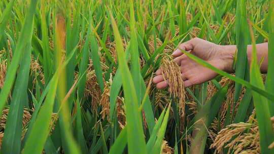 水稻稻田粮食丰收大米稻谷农民喜悦