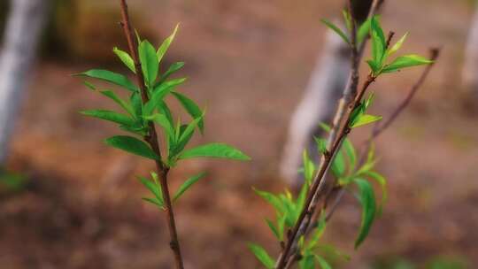 桃树树枝发芽嫩芽嫩叶生长