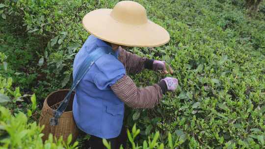 茶园里茶农在采茶叶