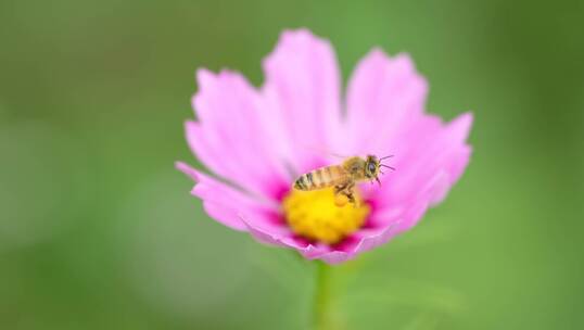 蜜蜂采蜜格桑花