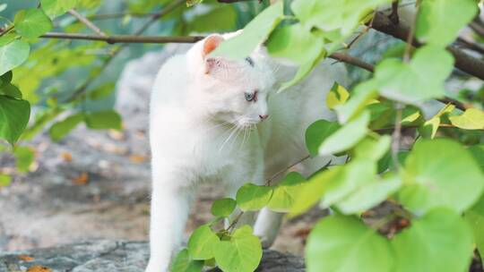 白猫从树林中走出来