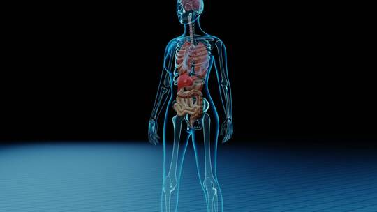 高科技医疗男性人体甲状腺肿结构解剖动画