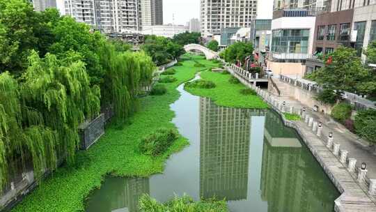 城市河流浮萍高清航拍视频