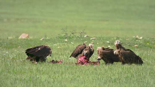 秃鹫正在草地上进食