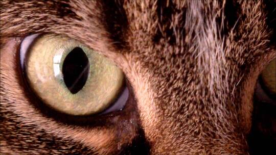 微距猫眼