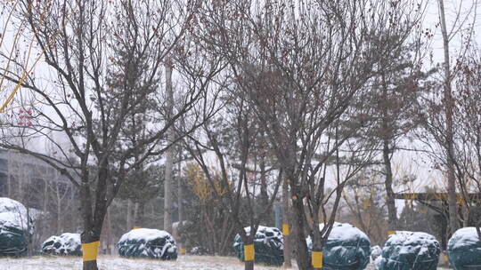 风景 冬季 冬天 雪景 下雪