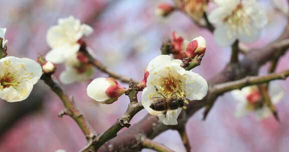 阳光轻轻摇摆梅花 立春花开微风 微距特写