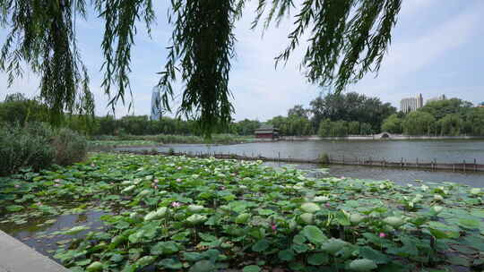济南大明湖风景名胜区夏季风光