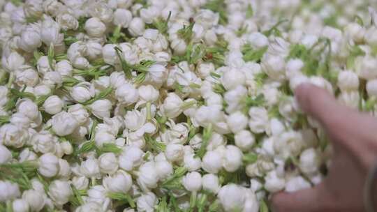 升格慢动作微距特写茉莉花与茉莉花茶制作