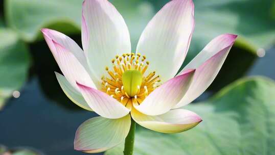 花朵绽放延时过程，小草花朵莲花向日葵桃花
