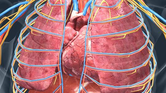 医学 人体 器官 心脏 心跳 三维动画视频素材模板下载
