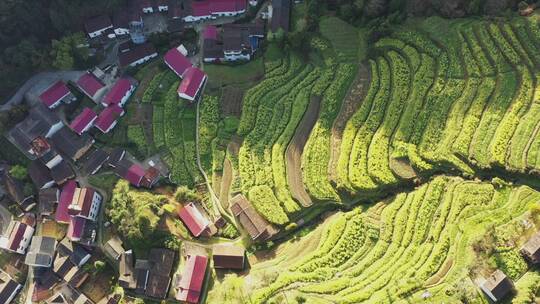 金华塔石苏坑村油菜花梯田风光俯拍航拍