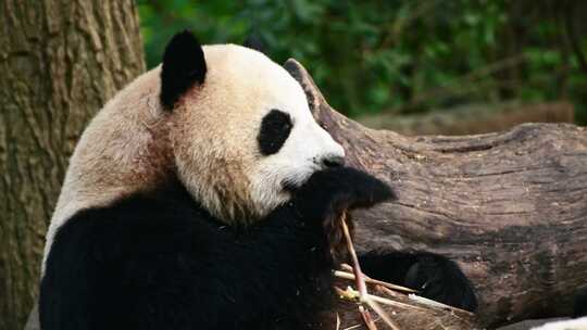 动物大熊猫视频素材模板下载