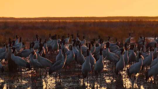 贵州毕节威宁草海朝霞日出黑颈鹤