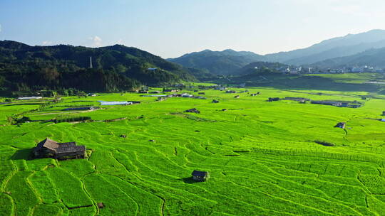 夏天绿色的稻田